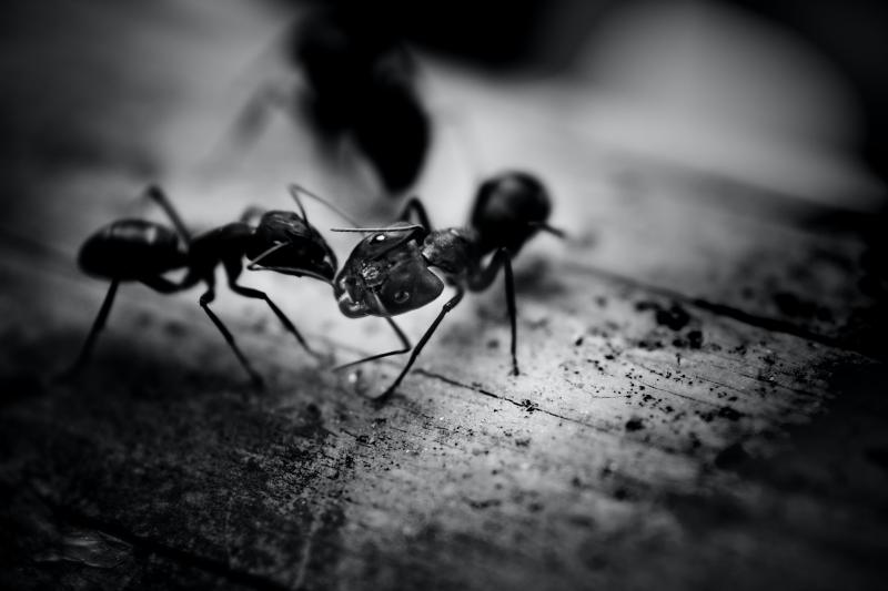 Vorsicht Ameisen