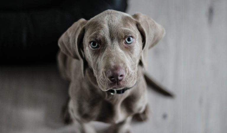 Hundetipps für die Hitze Hundetipps für die Hitze
