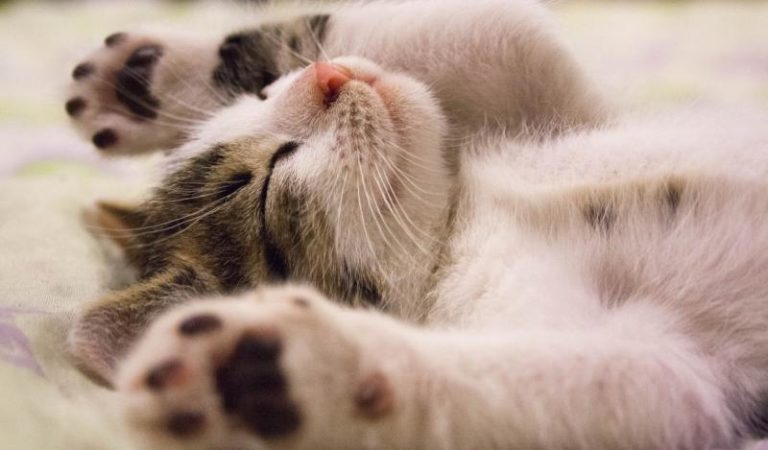 Katzenbabys aufziehen Tipps Katzenbabys aufziehen Tipps